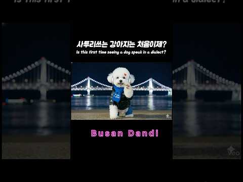 사투리쓰는 부산 강아지 ”단디“를 소개합니당~
