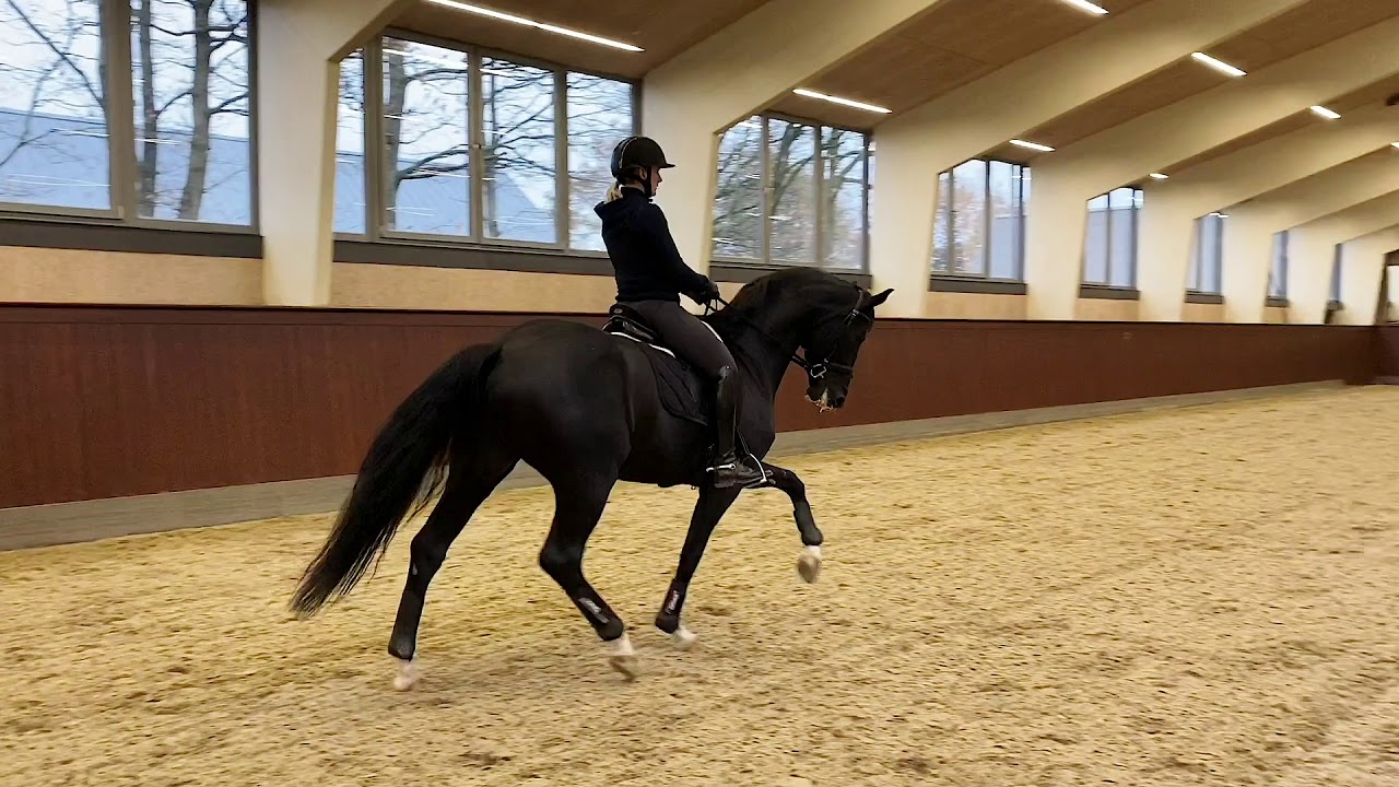 Blue Hors St Schufro de retour à l'entraînement