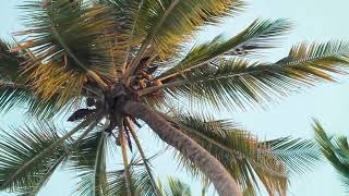 Underneath Pokok Kelapa - Noah Gidin Underneath Pokok Kelapa - Noah Gidin