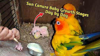 Sun Conure Baby Growth Stages Day by Day/ Parrot Bird Growth Stages..