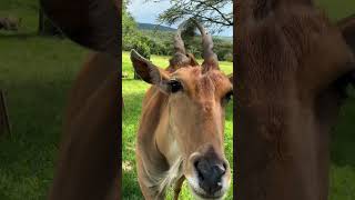 Photographing an Eland! #wildlifephotography