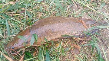 Câu cá rô đồng, trê vàng thiên nhiên: dính được em trê vàng khủng quá tê tái.