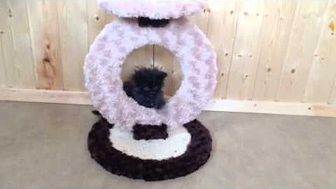 Watch the video about SMART LYNX litter B maine coon kitten playing