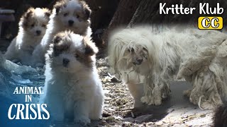 This Dog May Look Dirty But Is An Amazing Mother l Animal in Crisis Ep 371