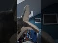 Footless Chicken