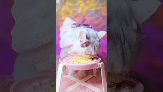 Puff the cute little one is eating snacks! #asmr #cat #助眠