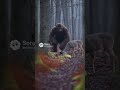 Sasquatch sighting 🦍 -(hunting deer)