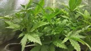 My master mush week 3 of veg