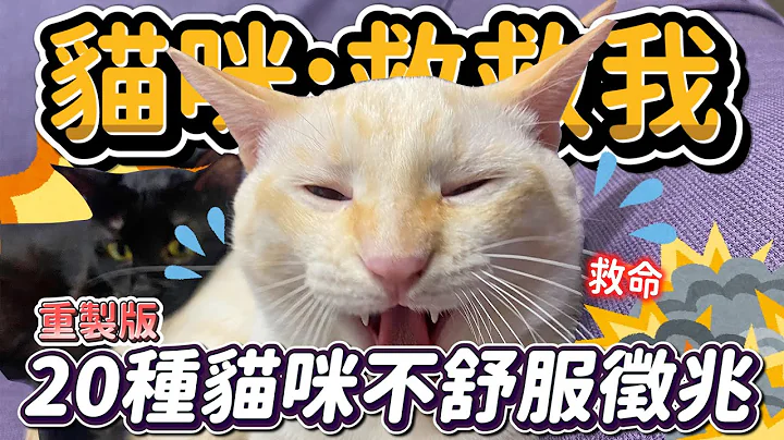 猫咪在向你求救,你有发现吗?20种猫咪生病的征兆！【猫知识】 - 天天要闻