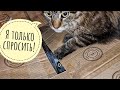 Тайна загадочной коробки с совой. Кого нам привезла ветеринар Мария Маркина?