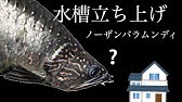 我が家の古代魚水槽90センチ Youtube 我が家の古代魚水槽90センチ Youtube