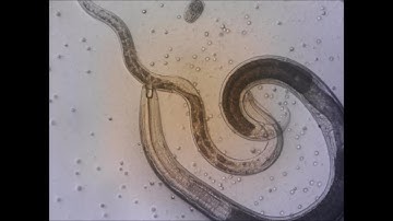 Predatory nematode. nematode enemies