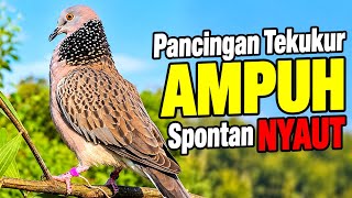 Suara Burung Tekukur Gacor Untuk Pikat Paling Dicari, Ampuh Memanggil Lawan Cepat Bunyi