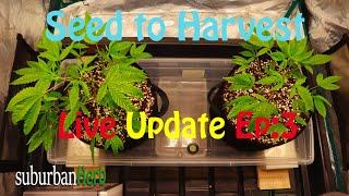 Gorilla Glue #4 cannabis grow. Seed to harvest: ep. 3. Pruning my mutant clones. Mars Hydro Cup