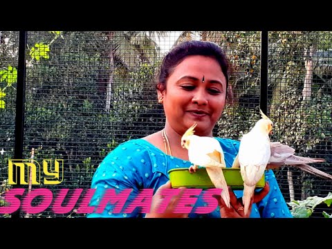 Super tricks, How to tame cockatiel very easily. కాకాటియల్‌ను చాలా తేలికగా మచ్చిక చేసుకోవడం ఎలా