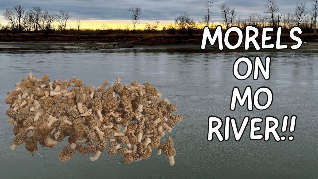 MORELS ON THE MISSOURI RIVER April 1617, 2023 YouTube