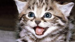 Kitty Kat Konvention | Silvermania @SilvermaniaShow
