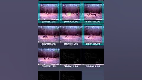 Nexus Media Importer