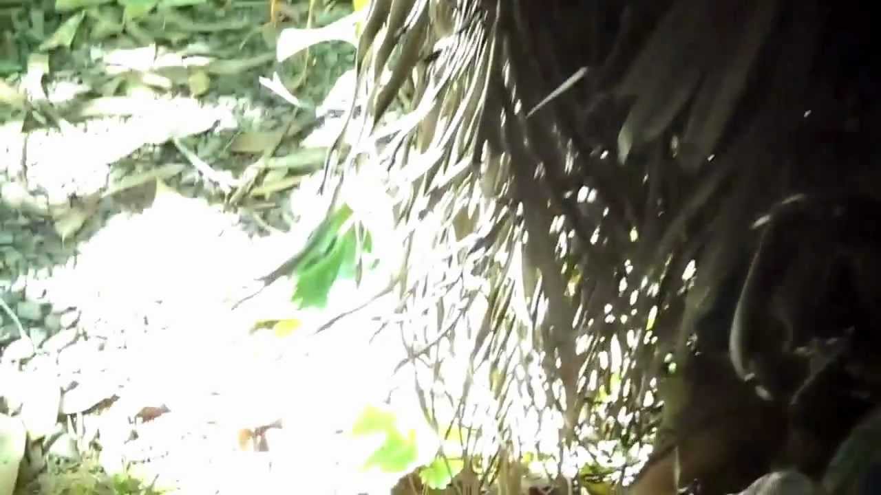 Mosaic Jack's Living Stickwork Fence - Clip 2