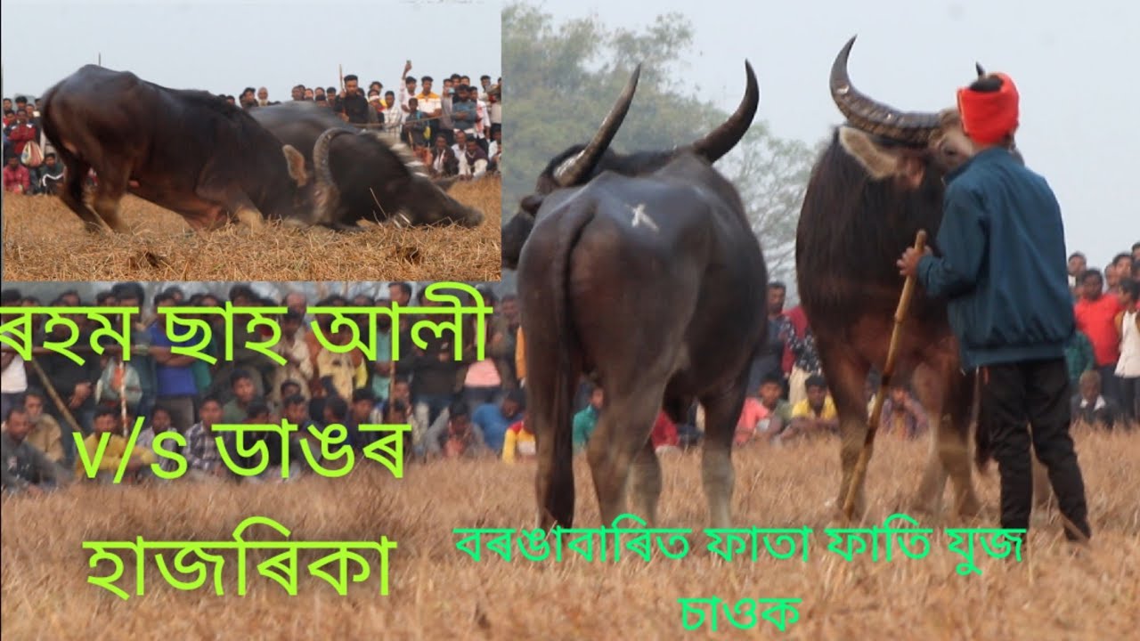 #assambuffalofight dangor hazorika v/s raham shah ali moh juj// @narayankalita5094 2023 new