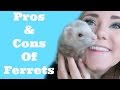 WATCH THIS BEFORE BUYING A FERRET!!