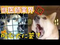 【獣医師業界の闇】犬が咬むのは本能では？なぜ精神疾患・脳障害と病気を作り薬漬けにするの？