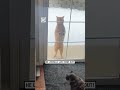 Funny cat is desperate to come in 🐱😂               🎥: Ashley Fink via ViralHog