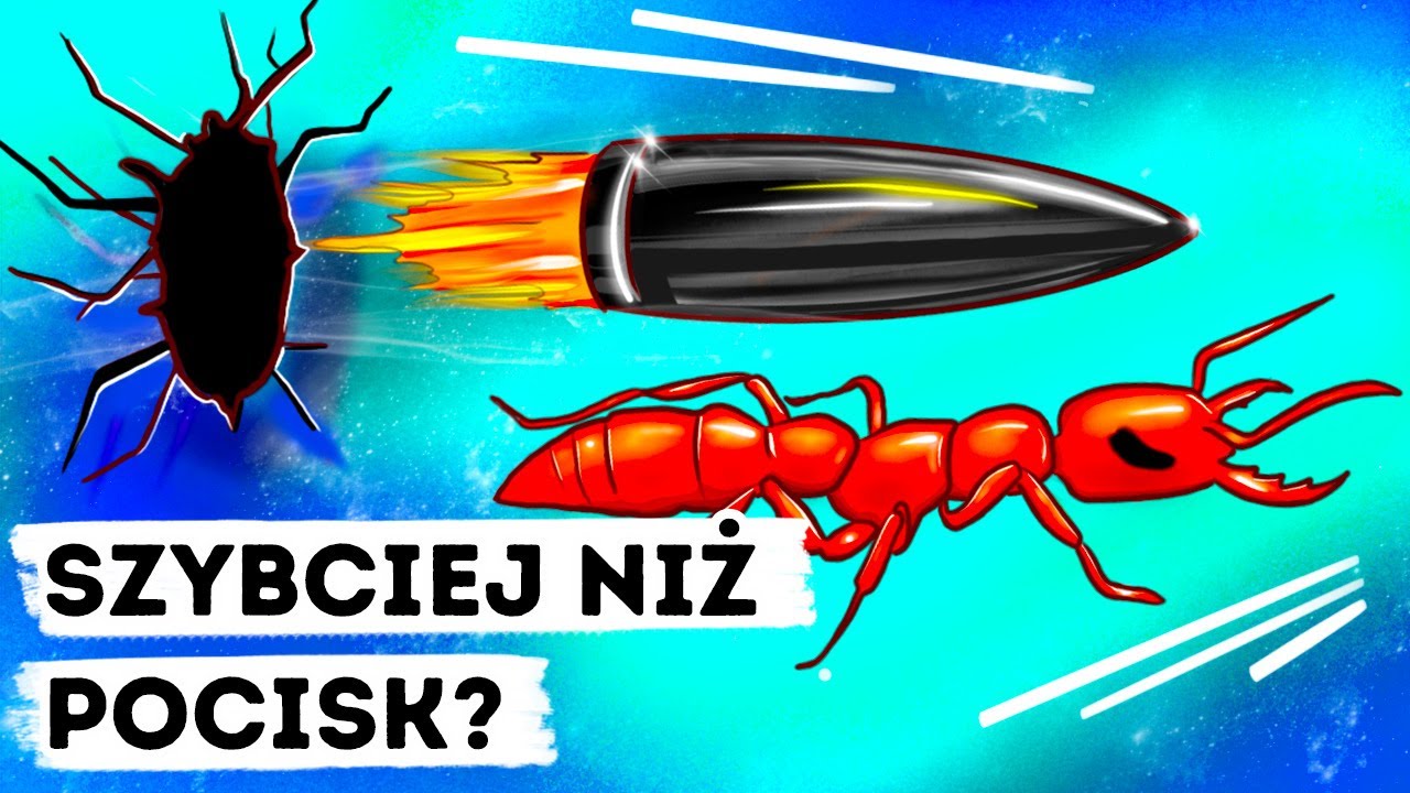 Gepardy wcale nie są najszybsze — mają konkurencję w postaci robala o przerażających szczękach ?