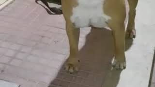 Giuliano Amstaff Kennel Sicily Ast Oscar Red Illusioni