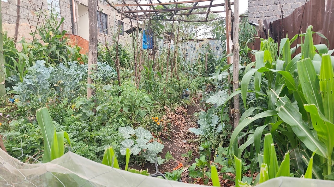 Slow living in a rewarding small homestead 