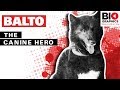 Balto: The Canine Hero