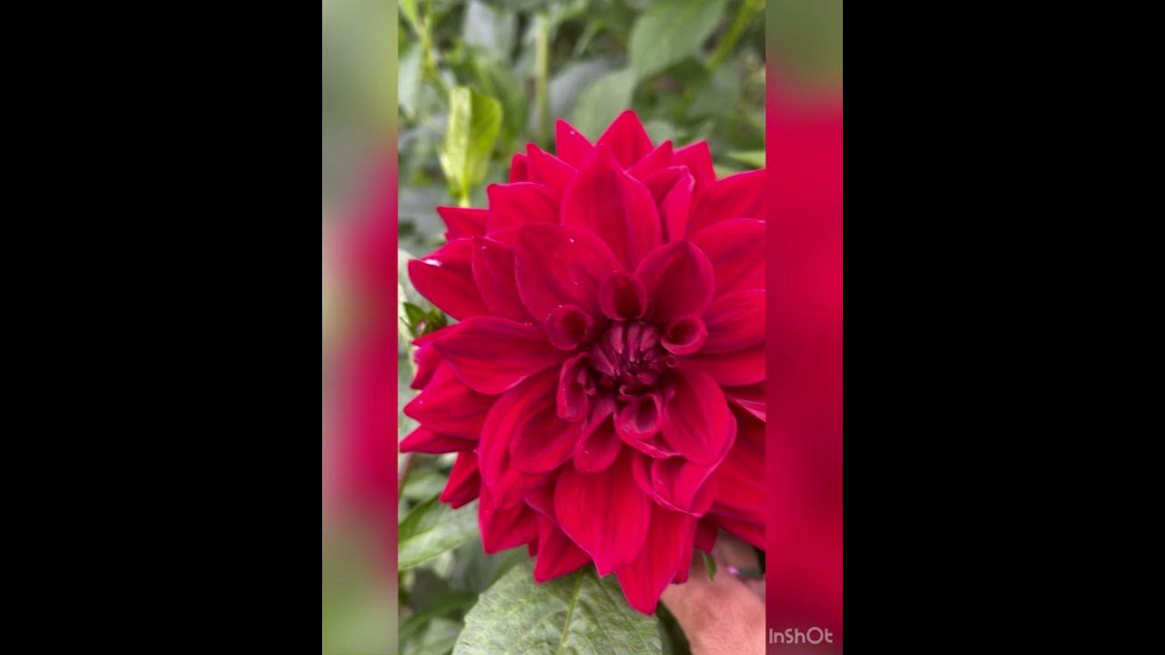 Георгина Арабиан Найт 🥰 - YouTube