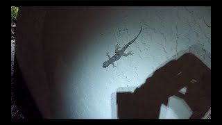 Invasive Geckos All over Florida!!!!!