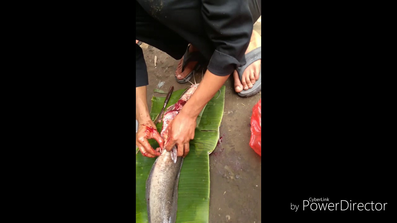 IKAN LELE BESAR SUDAH DI POTONG MASIH HIDUP YouTube