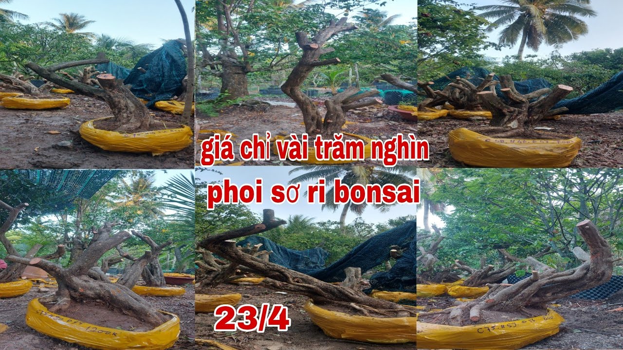 Giá vài trăm nghìn, phoi sơ Ri bonsai, trái ngọt