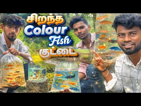 🐠 🐟 Colour fish நோக்கி ஒரு பயணம் 🫣 | Fish catching| balasvoyage