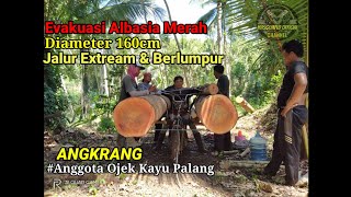 Ojek Palang Kayu Super Albasia merah Besar #ANGKRANG GROUP