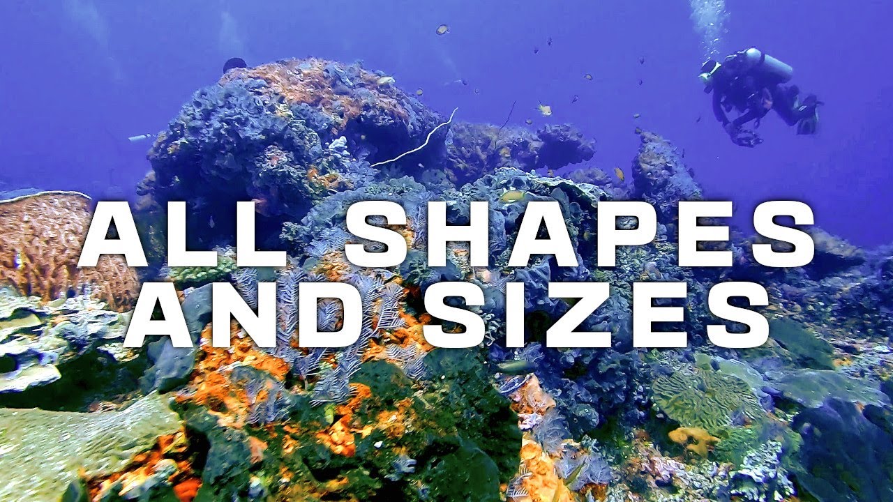 Bali Drift Dive. Nusa Penida dive site. Scuba Dive Sampalan Dive Site