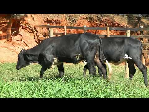 LOTE 27 • LEILÃO GIROLANDO CAIAPÓ • 3059CP  3190CP