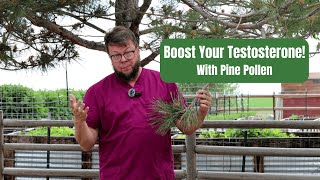 Pine Pollen: Testosterone Booster & Nutritional Superfood screenshot 3