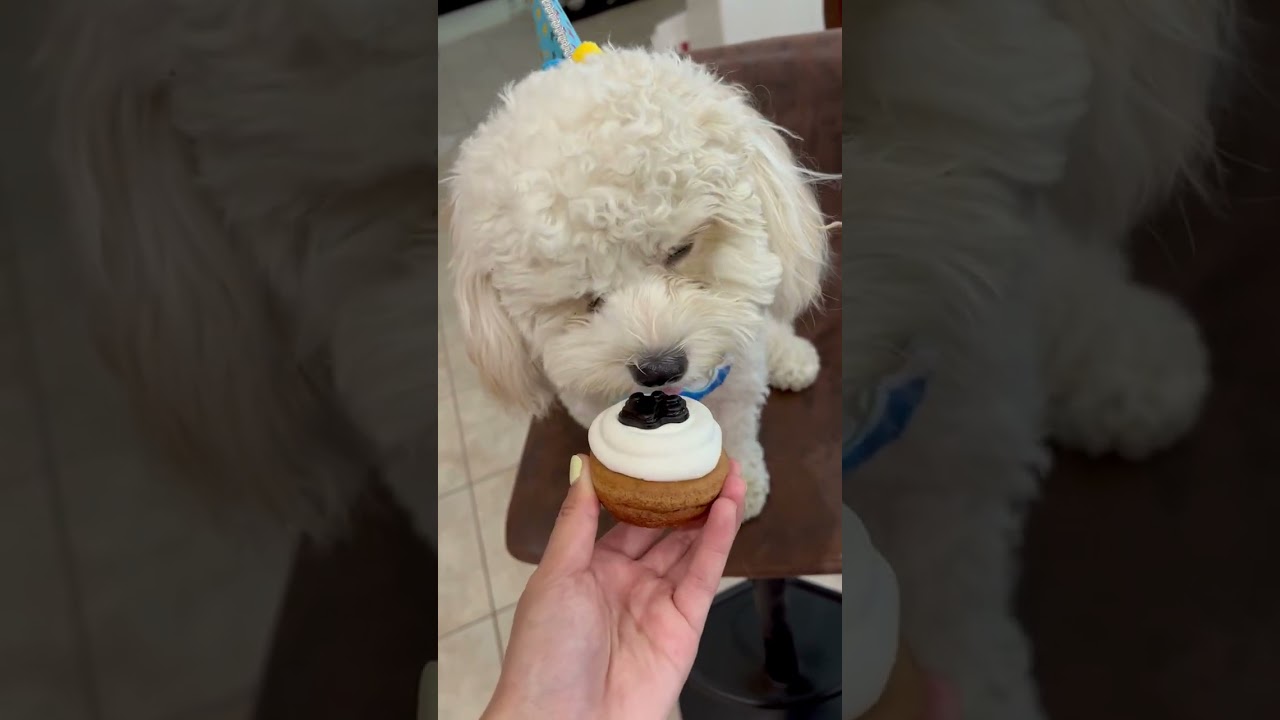 Cavachon Birthday Bash: Adorable Puppy vs. Cupcake Challenge 