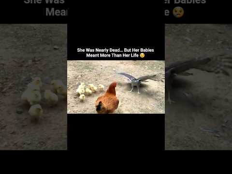 A Mother’s Last Fight 💔