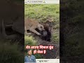@ पेट भरने के लिए शेर को भी मेहनत करनी पड़ती है @