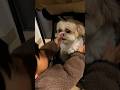 2歳の子供にせまられるシーズー犬の反応 #shorts #dog #シーズー #犬のいる暮らし #かわいい
