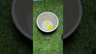 ASMR Lemon Candy Bunny 🍋