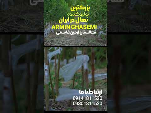 کاشت نهال گردوی پیوندی