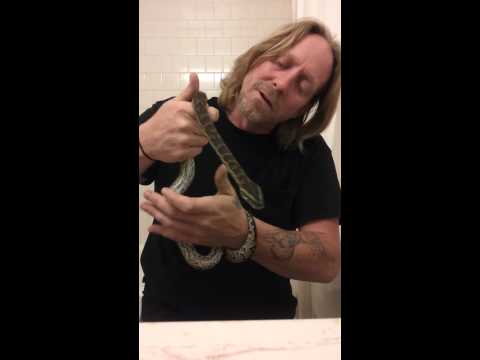 Update on my African rock python