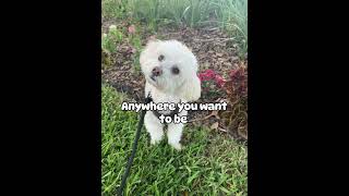 You are here with me! Maltipoo happy dog