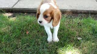 Cavalier King Charles Spaniel Puppies For Sale
