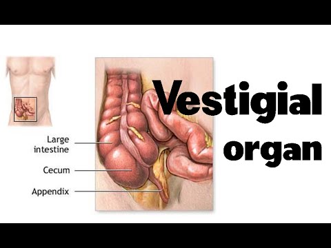 Vestigial organs